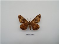 藏品(尺蛾215)的圖片